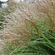 Ozdobnice čínská 'Yaka Dance' - Miscanthus sinensis 'Yaka Dance'