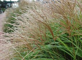 Ozdobnice čínská 'Yaka Dance' - Miscanthus sinensis 'Yaka Dance'