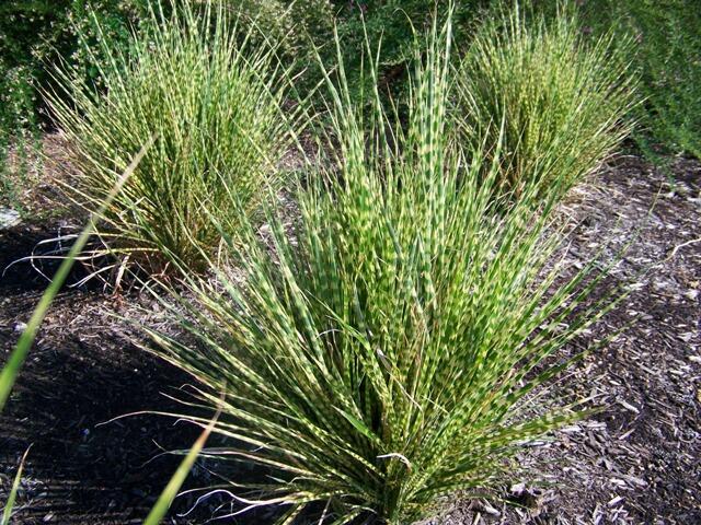 Ozdobnice čínská 'Gold Bar' - Miscanthus sinensis 'Gold Bar'