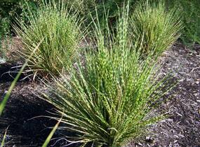 Ozdobnice čínská 'Gold Bar' - Miscanthus sinensis 'Gold Bar'