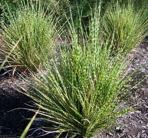 Ozdobnice čínská 'Gold Bar' - Miscanthus sinensis 'Gold Bar'