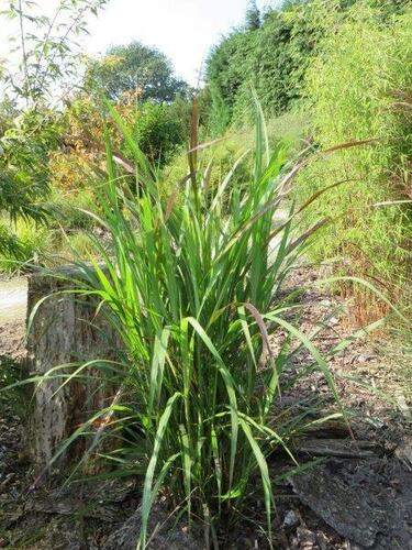 Ozdobnice čínská 'Brazil' - Miscanthus sinensis 'Brazil'