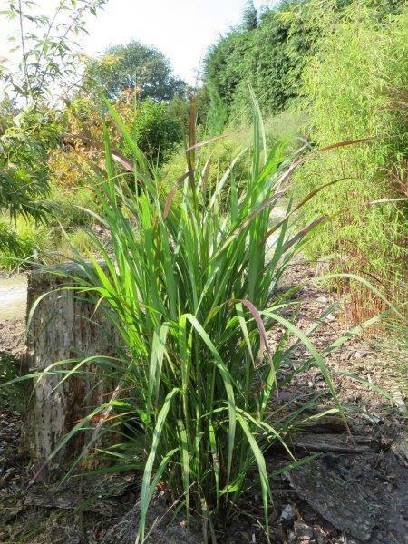 Ozdobnice čínská 'Brazil' - Miscanthus sinensis 'Brazil'