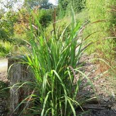 Ozdobnice čínská 'Brazil' - Miscanthus sinensis 'Brazil'