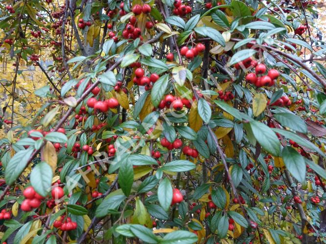 Skalník vrbolistý 'Repens' - Cotoneaster salicifolius 'Repens'