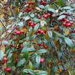Skalník vrbolistý 'Repens' - Cotoneaster salicifolius 'Repens'