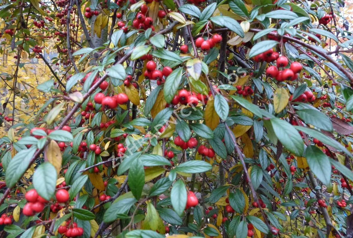 Skalník vrbolistý 'Repens' - Cotoneaster salicifolius 'Repens'