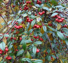 Skalník vrbolistý 'Repens' - Cotoneaster salicifolius 'Repens'