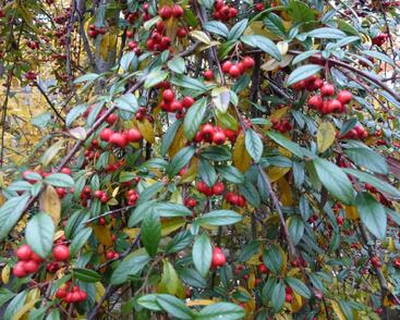 Skalník vrbolistý 'Repens'