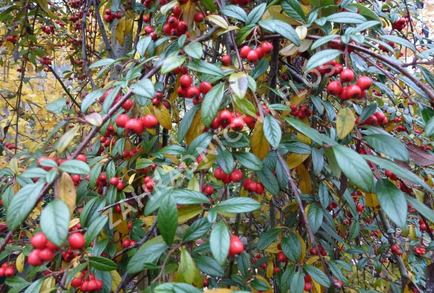 Skalník vrbolistý 'Repens' - Cotoneaster salicifolius 'Repens'