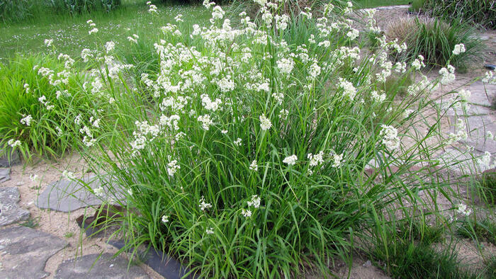 Bika sněžná 'Yeti' - Luzula nivea 'Yeti'