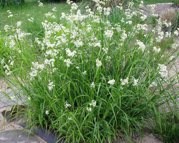 Bika sněžná 'Yeti'