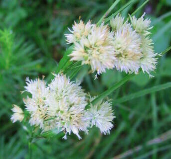Bika sněžná 'Yeti' - Luzula nivea 'Yeti'