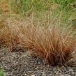 Ostřice Buchananova 'Red Rooster' - Carex buchananii 'Red Rooster'