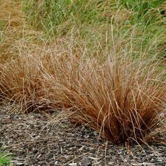 Ostřice Buchananova 'Red Rooster' - Carex buchananii 'Red Rooster'