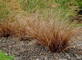 Ostřice Buchananova 'Red Rooster' - Carex buchananii 'Red Rooster'
