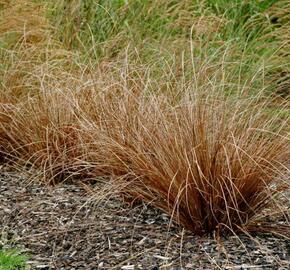 Ostřice Buchananova 'Red Rooster' - Carex buchananii 'Red Rooster'