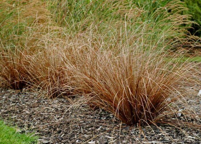 Ostřice Buchananova 'Red Rooster' - Carex buchananii 'Red Rooster'