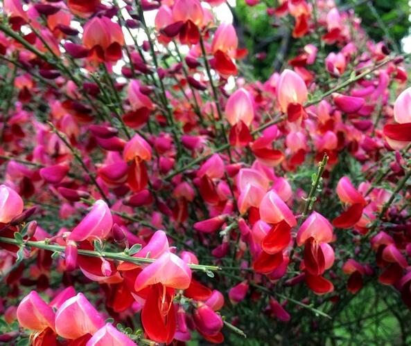 Čilimník 'Roter Favorit' - Cytisus 'Roter Favorit'