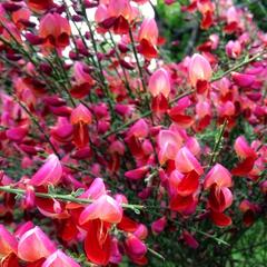 Čilimník 'Roter Favorit' - Cytisus 'Roter Favorit'