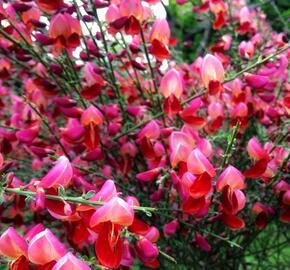 Čilimník 'Roter Favorit' - Cytisus 'Roter Favorit'