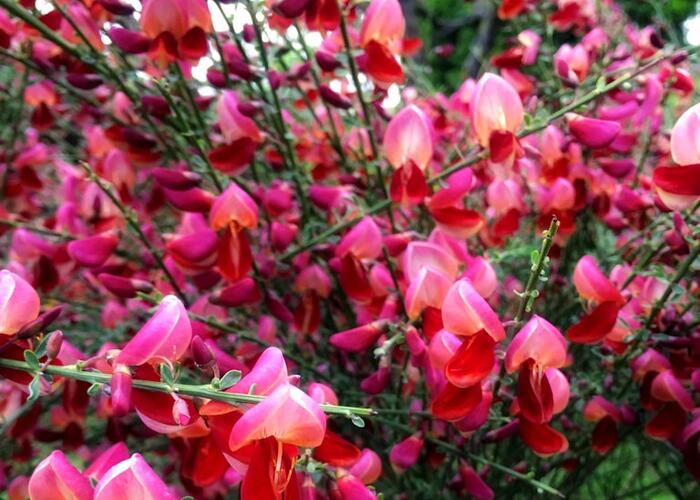 Čilimník 'Roter Favorit' - Cytisus 'Roter Favorit'