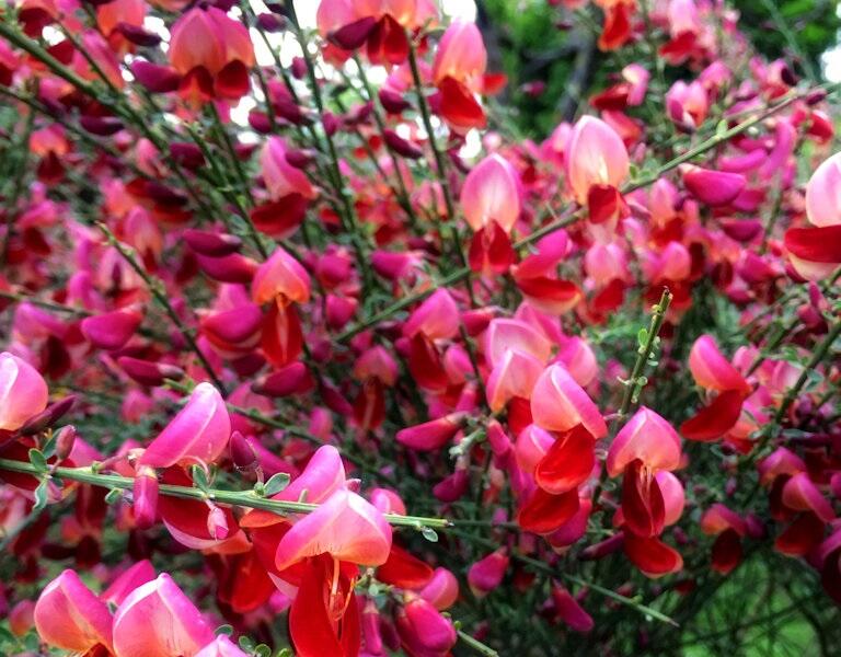 Čilimník 'Roter Favorit' - Cytisus 'Roter Favorit'