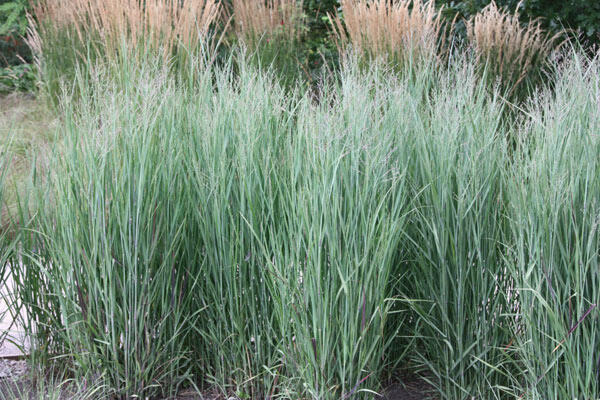 Proso prutnaté 'Prairie Sky' - Panicum virgatum 'Prairie Sky'