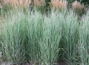 Proso prutnaté 'Prairie Sky' - Panicum virgatum 'Prairie Sky'