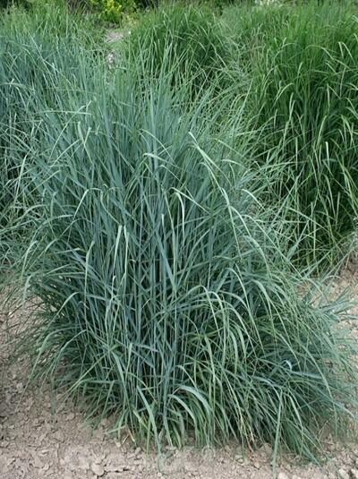 Proso prutnaté 'Prairie Sky' - Panicum virgatum 'Prairie Sky'