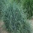 Proso prutnaté 'Prairie Sky' - Panicum virgatum 'Prairie Sky'