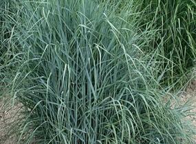 Proso prutnaté 'Prairie Sky' - Panicum virgatum 'Prairie Sky'