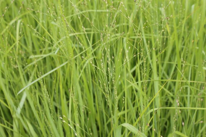 Proso prutnaté 'Strictum Giganteum' - Panicum virgatum 'Strictum Giganteum'