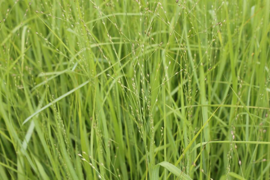 Proso prutnaté 'Strictum Giganteum' - Panicum virgatum 'Strictum Giganteum'
