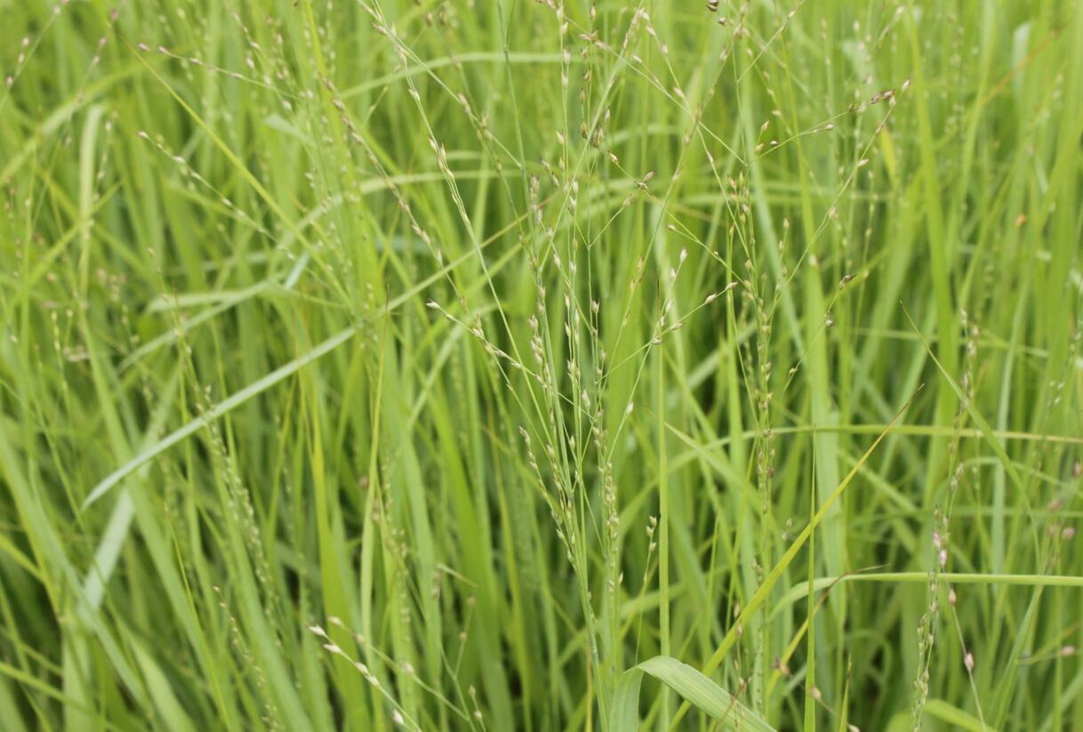 Proso prutnaté 'Strictum Giganteum' - Panicum virgatum 'Strictum Giganteum'
