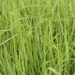 Proso prutnaté 'Strictum Giganteum' - Panicum virgatum 'Strictum Giganteum'