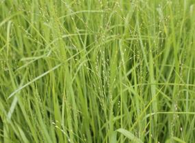 Proso prutnaté 'Strictum Giganteum' - Panicum virgatum 'Strictum Giganteum'