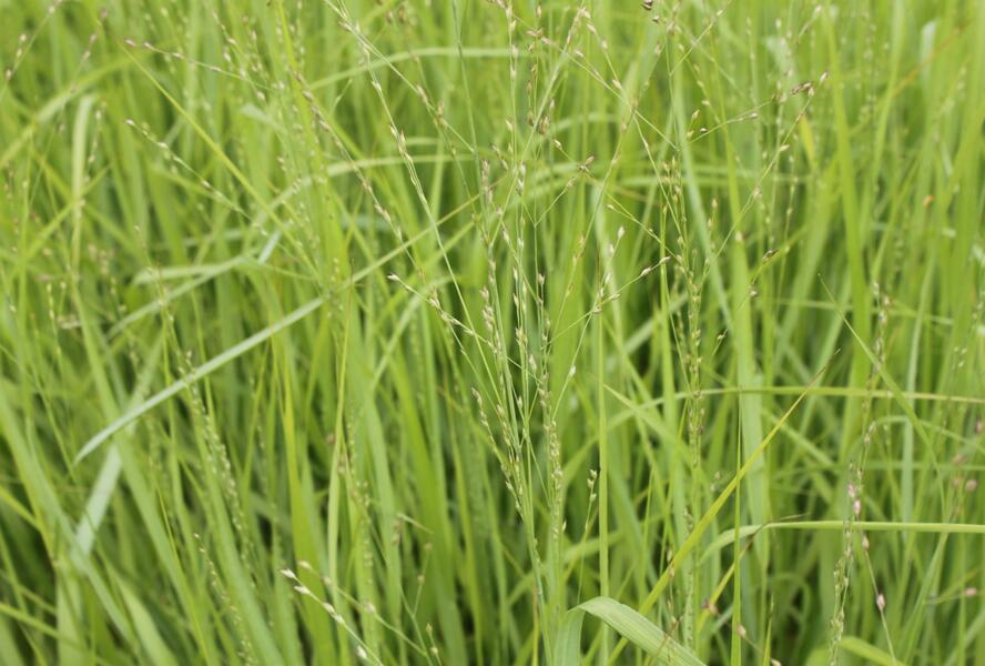 Proso prutnaté 'Strictum Giganteum' - Panicum virgatum 'Strictum Giganteum'