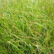 Proso prutnaté 'Strictum Giganteum' - Panicum virgatum 'Strictum Giganteum'