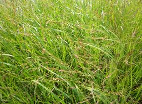 Proso prutnaté 'Strictum Giganteum' - Panicum virgatum 'Strictum Giganteum'