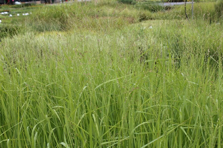 Proso prutnaté 'Strictum Giganteum' - Panicum virgatum 'Strictum Giganteum'