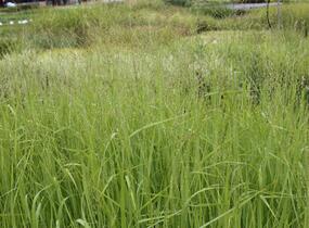 Proso prutnaté 'Strictum Giganteum' - Panicum virgatum 'Strictum Giganteum'