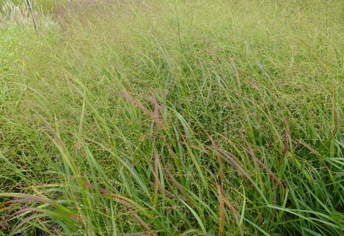 Proso prutnaté 'Strictum' - Panicum virgatum 'Strictum'