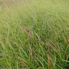 Proso prutnaté 'Strictum' - Panicum virgatum 'Strictum'