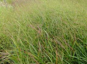 Proso prutnaté 'Strictum' - Panicum virgatum 'Strictum'