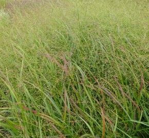 Proso prutnaté 'Strictum' - Panicum virgatum 'Strictum'