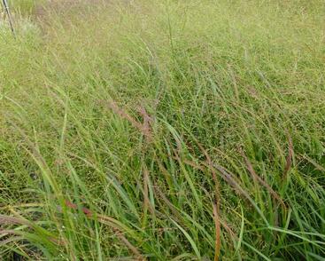 Proso prutnaté 'Strictum'