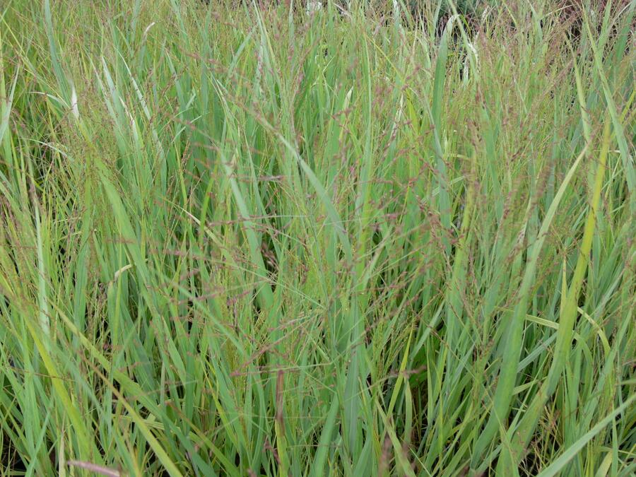 Proso prutnaté 'Strictum' - Panicum virgatum 'Strictum'