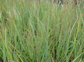 Proso prutnaté 'Strictum' - Panicum virgatum 'Strictum'