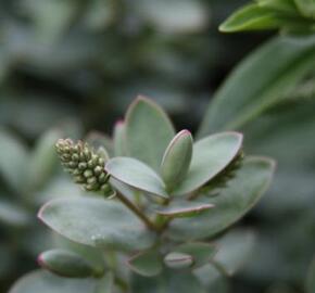 Hebe tučnolisté 'Pagei' - Hebe pinguifolia 'Pagei'